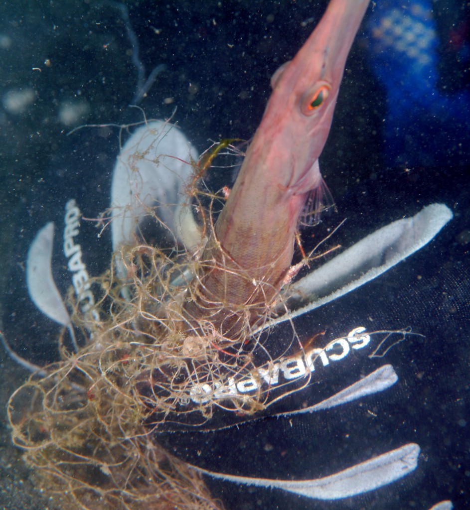 Entanglement release from net