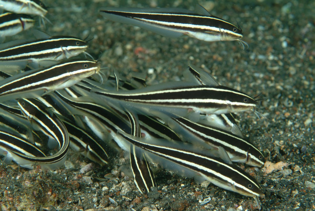 Bizarre toxic catfishes