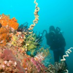 Small-SEA-PULSE-photo Small-SEA-PULSE-photo